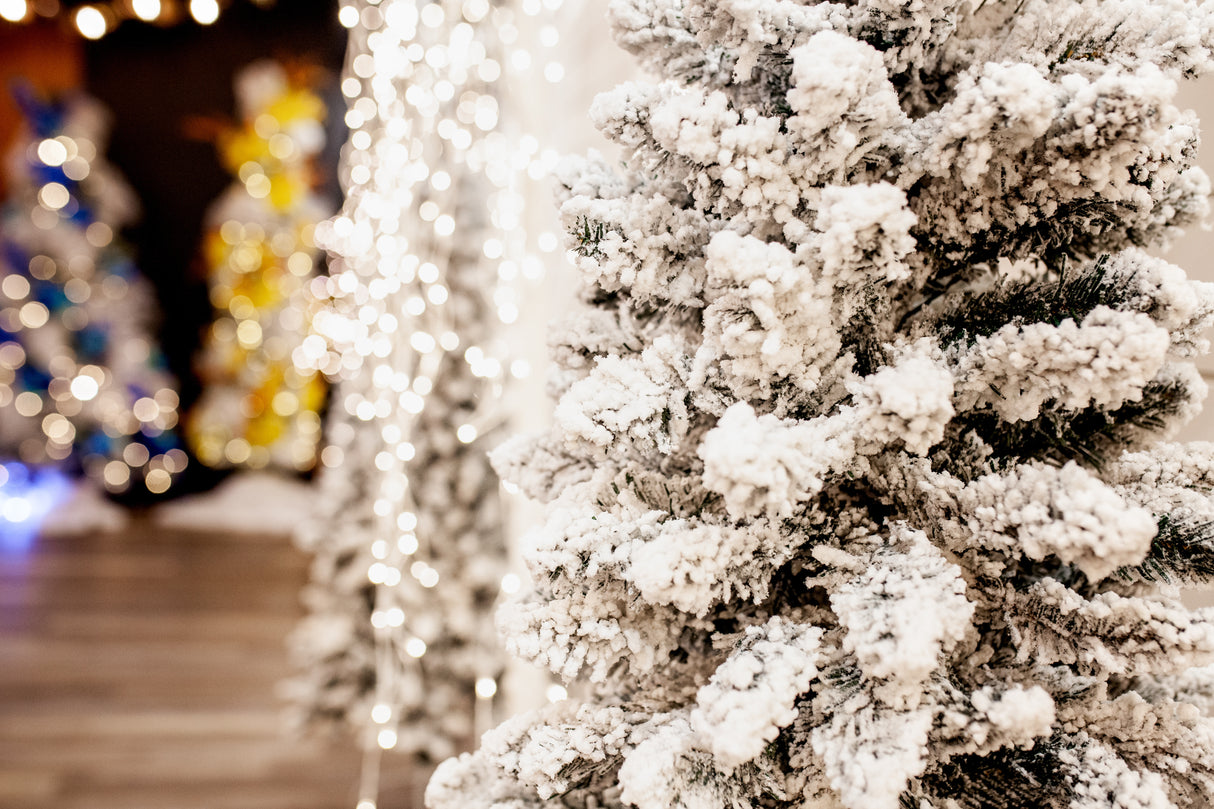 🎄December 12TH | 🎅Photo Minis & Supper with Santa📸